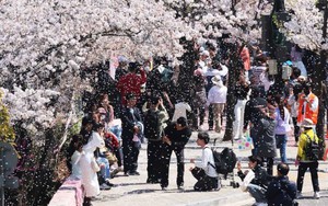 Hàn Quốc “bội thu” du khách ngắm hoa anh đào nở sớm