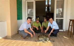 Thừa Thiên Huế: Người dân bắt được cá thể vích quý hiếm nặng 35 kg