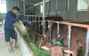 Ông nông dân ở Phú Thọ từ hộ nghèo vượt khó, làm giàu nhờ vay vốn Quỹ HTND nuôi bò sinh sản