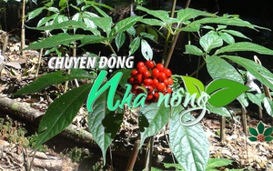 Chuyển động Nhà nông 6/4: Khuyến cáo người trồng sâm Ngọc Linh ứng phó thời tiết cực đoan