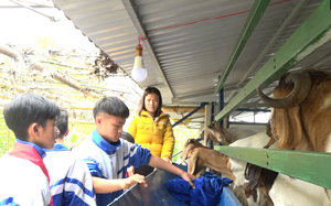 Độc đáo mô hình “Trường học - nông trại” ở xã vùng cao Lào Cai