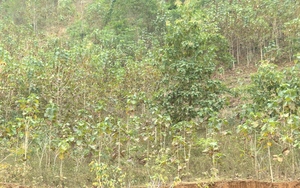 Phù Yên (Sơn La): Nỗ lực trồng rừng phủ xanh đất trống, đồi trọc