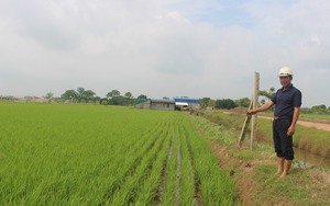 Nam Định: Liên kết trồng lúa tốt, gạo ngon, nông dân tăng thu nhập mà doanh nghiệp cũng khỏe