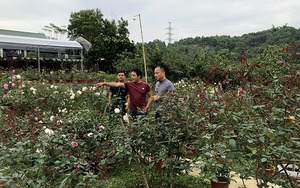 Trồng thứ hoa hồng cổ, thơm khắp làng, vườn như phim, một nông dân Tuyên Quang phát tài