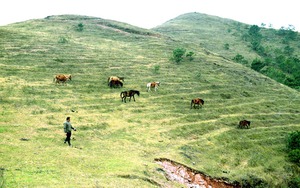 Hai anh nông dân Quảng Ninh nuôi đàn ngựa trên đồng cỏ mênh mông, mong một ngày thành điểm check in độc đáo