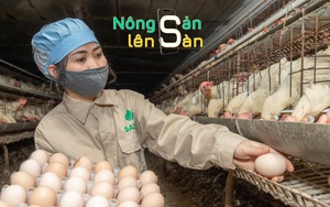 NÔNG SẢN LÊN SÀN: Anh “Kiên Cà” và câu chuyện của đàn gà hạnh phúc với những quả trứng vàng