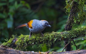 Trong rừng rậm ở Kon Tum dưới có sâm Ngọc Linh, trên có một thứ chim gì, nếu bắt trái phép bị phạt tù nặng?