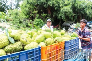 2 loại quả bán sang Trung Quốc gặp cảnh trái ngược, một loại &quot;ăn hàng&quot;, loại kia giá giảm mạnh