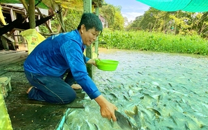 Đàn cá hoang ùn ùn kéo tới con kênh ở An Giang đòi ăn chuối chín, cả làng đến xem, thay nhau chăm sóc
