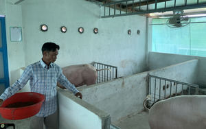 3.000 cơ sở chăn nuôi Đồng Nai trước lệnh di dời: Chuyển hướng sang chăn nuôi sạch, VietGAP (Bài 3)