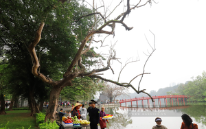 Hà Nội: 3 cây sưa chết khô bên hồ Hoàn Kiếm sắp được chặt hạ