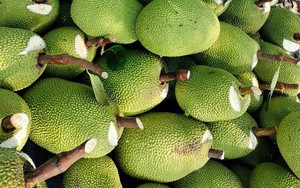 Giá mít Thái hôm nay 9/4: Mít Thái Tiền Giang 42.000 đồng/kg, tại sao cây mít nuôi trái không nên cắt đọt?