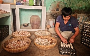 Một ông nông dân Điện Biên có tiền tỷ trong tay nhờ nuôi thứ gà mặt lem luốc
