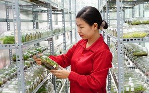 Mỗi tháng bán 10.000 cây lan cấy mô, chị nông dân ở Tây Ninh nhẹ nhàng thu 30 triệu đồng 
