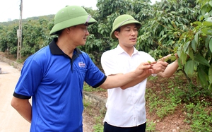 Đã có 110 thương nhân Trung Quốc đăng ký sang Việt Nam thu gom thứ trái cây sắp chín rộ