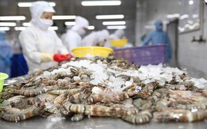 Trung Quốc dự kiến chi 7 tỷ USD mua 1 triệu tấn một loài thủy sản, mua của Việt Nam bao nhiêu?