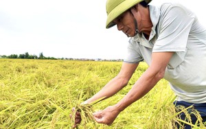 Quảng Bình: Nông dân ra đồng đau xót nhìn lúa gần gặt bị ngã rạp