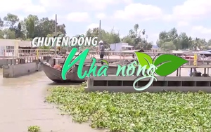 Chuyển động Nhà nông 11/5: Xâm nhập mặn ở Đồng bằng sông Cửu Long có xu thế giảm dần