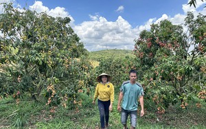 Trồng loại quả ngon, ăn giúp tăng miễn dịch, nông dân gần hang động núi lửa ở Đắk Nông thu tiền tỷ