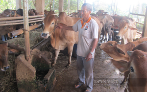 Phong trào nông dân sản xuất kinh doanh giỏi, hộ giàu giúp hộ khó thoát nghèo ở Bà Rịa – Vũng Tàu 