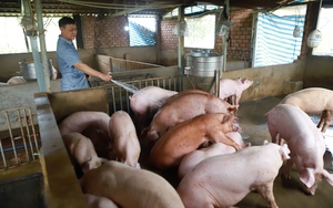 Kinh nghiệm tiêm vaccine dịch tả lợn châu Phi hiệu quả của ông nông dân Hà Nội