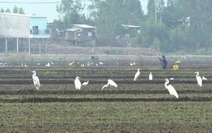 Xuất hiện đàn chim trời dạn người, đang kiếm ăn trên cánh đồng Tân Hồng của Đồng Tháp