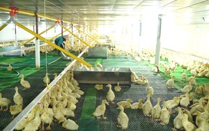 Chăn nuôi tuần hoàn giúp nông dân Bắc Giang không bỏ phí thứ gì từ vườn vào nông trại