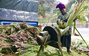 Chăn nuôi gia súc lớn có bước “nhảy vọt” 