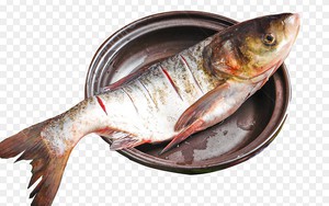 Loài cá bình dân hay ăn rau xanh lại là vị thuốc giúp bổ gan, sáng mắt, tăng cường sức khỏe phái mạnh