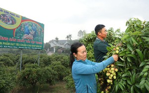 200 thương nhân Trung Quốc sắp sang Việt Nam thu gom thứ trái cây chín đỏ trên các triền đồi Bắc Giang