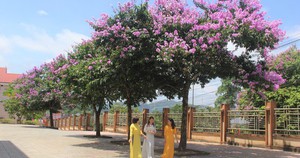 Phố núi Khe Sanh rực rỡ trong sắc tím hoa bằng lăng