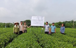 Thấy giun đất sinh sôi, búp chè lên tua tủa, nhiều hộ ở Thái Nguyên đua nhau học cách chăm sóc chè mới