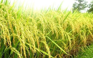 Giá lúa gạo neo cao, doanh nghiệp gom hàng xuất khẩu, thị trường sôi động