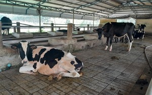 Chăn nuôi bò sữa nông hộ tại TP.HCM - bài cuối: Vì sao TP.HCM quyết tâm giữ đàn bò sữa?