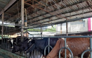 Chăn nuôi bò sữa nông hộ tại TP.HCM - bài 3: Loay hoay giữ đàn bò, giữ kế sinh nhai