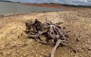 Clip: Người dân săn tìm, chiêm ngưỡng gốc cây cổ thụ khô dáng độc lạ ở lòng hồ Trị An cạn trơ đáy