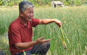 Không ngờ thứ cỏ dại này đã giúp nông dân một vùng đất của Sóc Trăng làm không hết việc, tiền đều tay