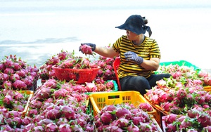 Trung Quốc thu mua tới tấp, chi hàng trăm triệu USD mua 9 loại trái cây của Việt Nam chỉ trong 3 tháng