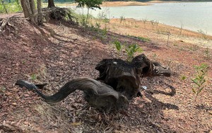 Hồ Trị An cạn trơ đáy, lộ ra nhiều gốc cây khô hình dáng kỳ lạ