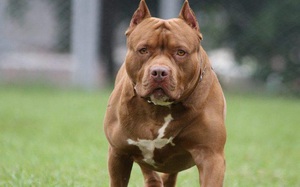 Lại thêm vụ chó Pitbull cắn cụ bà 82 tuổi tử vong, nên có quy định cấm nuôi các loài chó hung dữ?