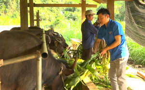 Chuyển đổi cơ cấu cây trồng, vật nuôi, đời sống nông dân Lùng Thàng ở Lai Châu khấm khá