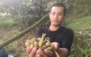Sốc nhiệt, một loại quả ngon, bổ dưỡng, bán đắt tiền ở Khánh Hòa rụng hàng loạt trái non, xót hết cả ruột