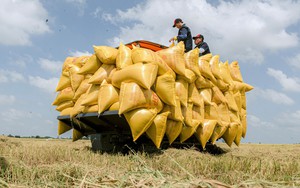 Một ông nông dân Kiên Giang sáng chế máy kéo lúa vượt mọi địa hình, bà con nhẹ người, phục lăn