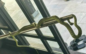 Quảng Nam thông tin việc rắn xuất hiện trong phòng khách sạn siêu sang giá 60 triệu đồng/đêm