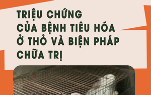 SỔ TAY NHÀ NÔNG: Bệnh tiêu hóa thường gặp ở thỏ và biện pháp chữa trị