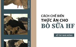SỔ TAY NHÀ NÔNG: Tìm hiểu phương pháp chế biến thức ăn cho giống bò siêu sữa