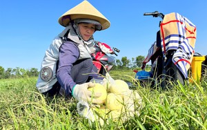 Áo điều hòa - "vũ khí" chống cái nắng 40-41 độ C của nông dân Nghệ An