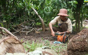 Cây chủ lực ở vùng đất này của Đắk Nông là cây gì mà mất mùa liên tục, dân vẫn đang ra sức chăm bẵm?