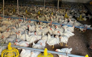 Giá gia cầm hôm nay 20/5: Giá gà công nghiệp giảm 1.000 đồng/kg, cách chống nóng cho ngan hiệu quả