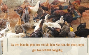 Vì sao nông dân này ở Lào Cai nuôi thứ "gà lọ lem" hễ bán là hết sạch?